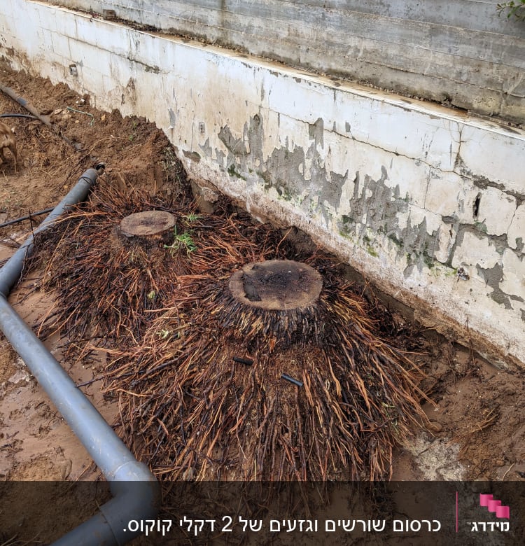 שני הגזעים לפני הכרסום